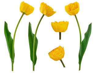 blooming tulips with leaves on a transparent background