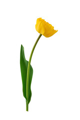 blooming tulips with leaves on a transparent background