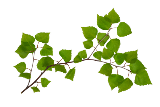 a tree branch with green leaves isolated on a transparent background