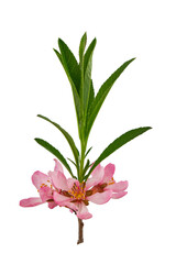 almond branch with pink flowers and leaves on a transparent background