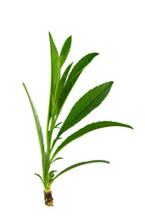almond branch with pink flowers and leaves on a transparent background