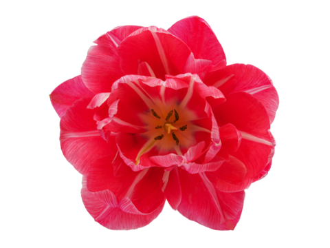 blooming tulips with leaves on a transparent background