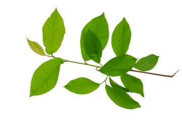 a tree branch with green leaves isolated on a transparent background