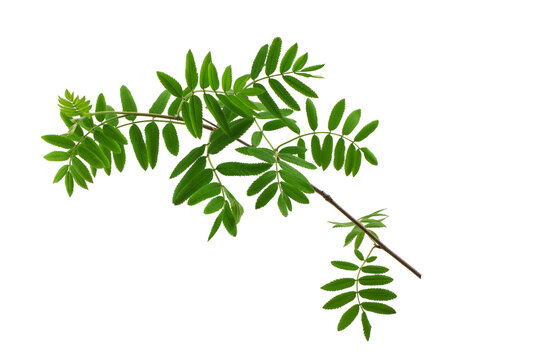 a tree branch with green leaves isolated on a transparent background