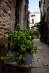 Fototapeta na wymiar Basil plant growing on the streets of Bale, Croatia