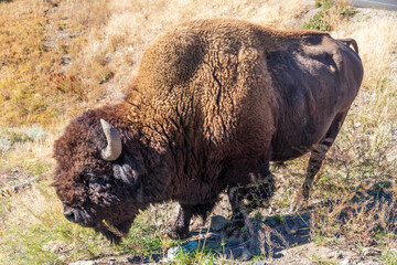 American bison  at Yellowstone national park. USA.