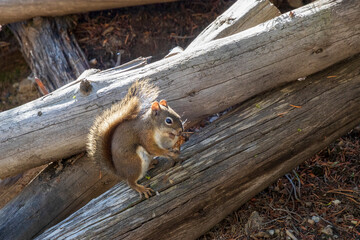 Squirrel eating at Yellowstone national park. USA.