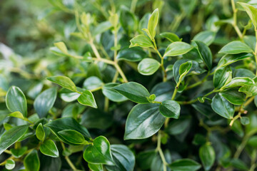 Peperomia obtusifolia texture. Creative layout made of green leaves. Nature background. Closeup of rounded green leaves of baby rubberplant