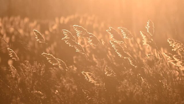 Sun rise reflecting on grass and making grass glow like golden grass with a cool nice breeze. .golden wheat field