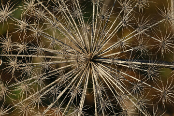 Fototapeta premium macro photo of hogweed