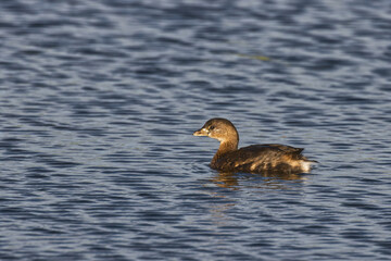Pied-billed Grebe. Podilymbus podiceps