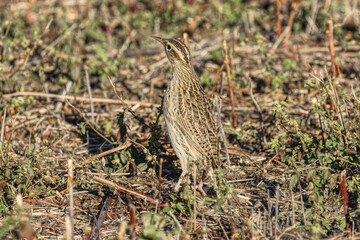 Western meadowlark. Stunella neglecta