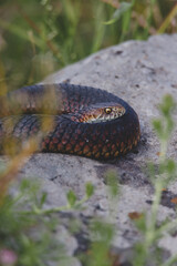 Red-bellied black snake sunbathing on a rock