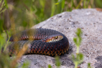 Red-bellied black snake sunbathing on a rock