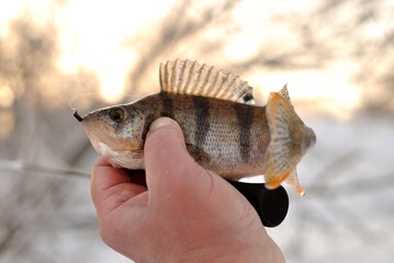 Winter fishing on the river, roach and perch fishing.

