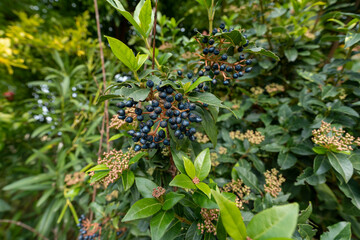 Laurentin en automne