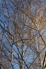 Beautiful forest scenery during golden autumn