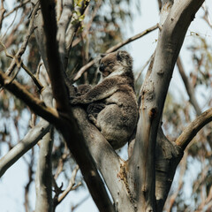 Koala resting in a tree with its joey. 