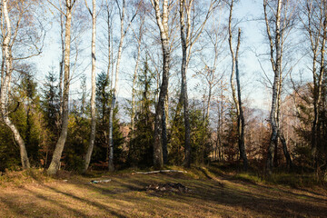Beautiful forest scenery during golden autumn