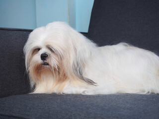 Sad and bored furry shih tzu dog lying on the sofa