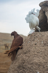 Pigeons in Harran