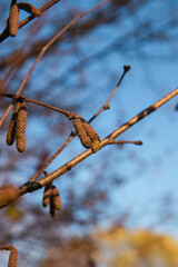 Beautiful forest scenery during golden autumn