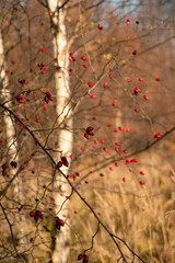 Beautiful forest scenery during golden autumn