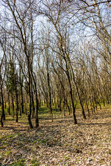 Obraz premium Tree trunks in a dense forest, way through rows of trees.