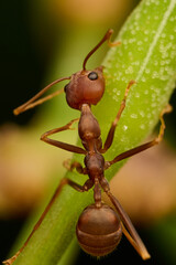 The Mini World of Ants