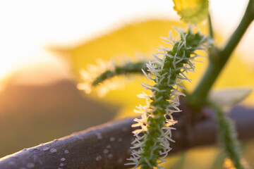 Mulberry tree growing shoots and fruit. Walking ants. Backlit. As the sun is setting. Close up.