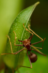 The Mini World of Ants