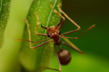 The Mini World of Ants