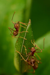 The Mini World of Ants