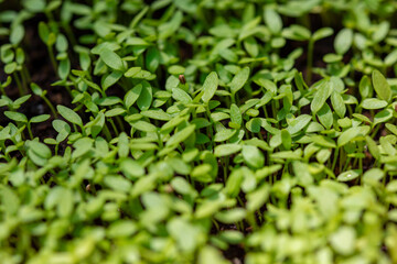 Carved vegetables, small trees, medium trees, large trees ready to be cut. Cutting is available in both green and purple colors that are fertile, strong, beautiful, organic without fertilizers.