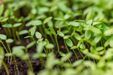 Carved vegetables, small trees, medium trees, large trees ready to be cut. Cutting is available in both green and purple colors that are fertile, strong, beautiful, organic without fertilizers.
