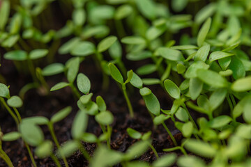 Carved vegetables, small trees, medium trees, large trees ready to be cut. Cutting is available in both green and purple colors that are fertile, strong, beautiful, organic without fertilizers.