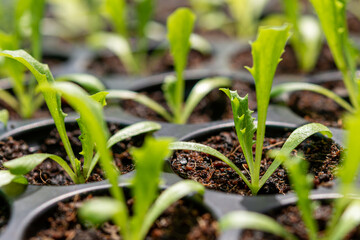 Carved vegetables, small trees, medium trees, large trees ready to be cut. Cutting is available in both green and purple colors that are fertile, strong, beautiful, organic without fertilizers.