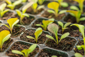 Carved vegetables, small trees, medium trees, large trees ready to be cut. Cutting is available in both green and purple colors that are fertile, strong, beautiful, organic without fertilizers.