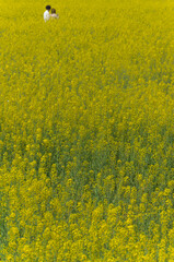 Canola flower at the site of the Fujiwara Palace, Takadono-cho, Kashihara City, Nara Prefecture.