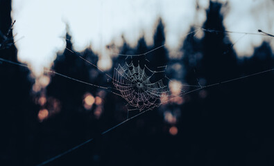 Spider web with dew drops on the forest background, natural background. Webs