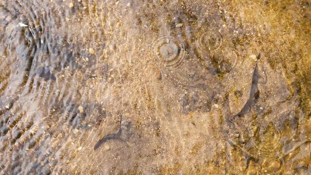 Surface Water splash background in River or Lake