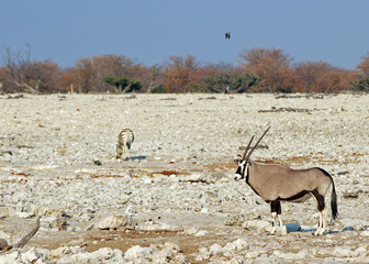 Gemsbok Oryx stands on the dry rocky outcrop in Etosha Park, while a lone plains zebra forages for...