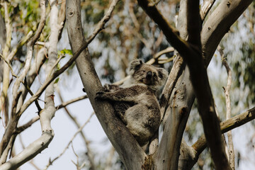 Koala resting in a tree with its joey. 