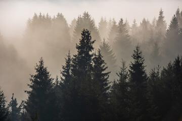 Misty foggy sunrise over group of trees on hilltop. - 545693503