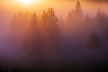 Mystical color landscape with fog. Strong dense fog and trees on the mountain. - 545693508