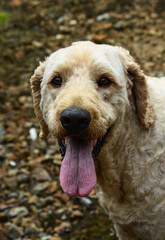 golden retriever portrait