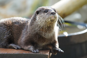 Asian small clawed otter