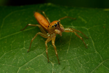The Mini World of Spider