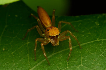 The Mini World of Spider