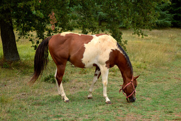 Naklejka na ściany i meble Horse grazing. Horse in the field